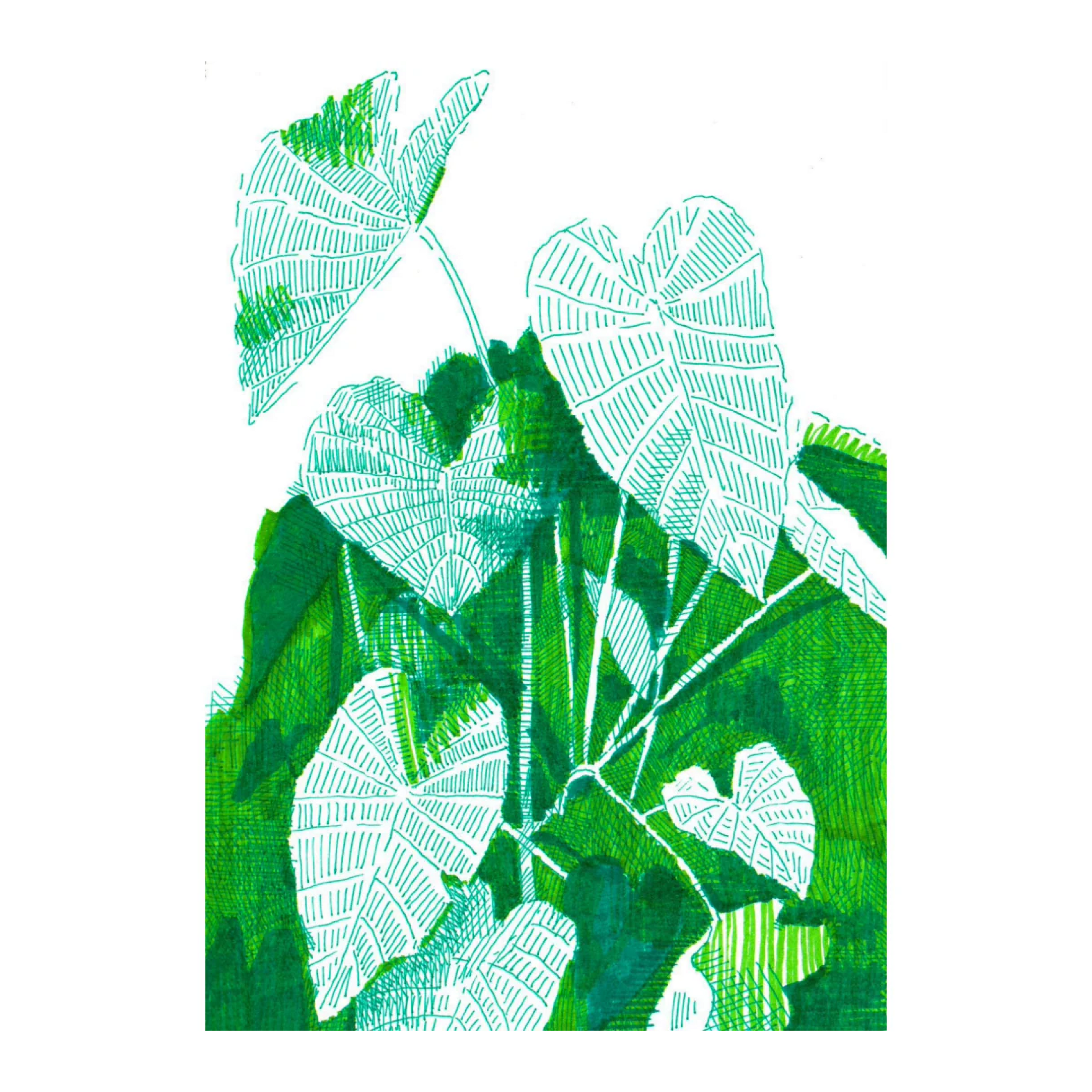 elephant ear print