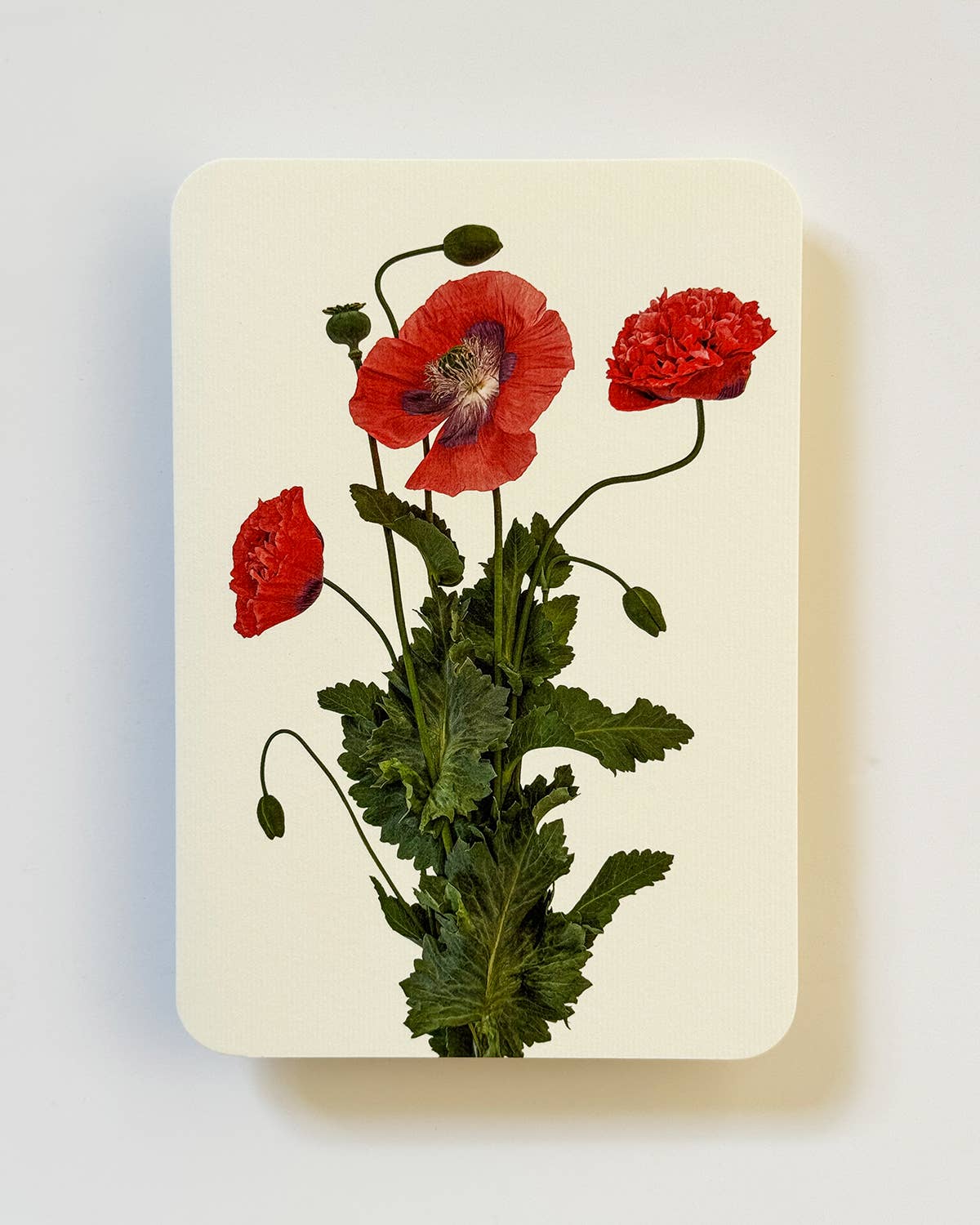 Wild Poppies Greeting Card | Birthday Card | Luxury Cards